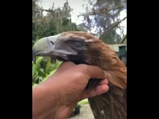 Беркут