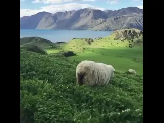 Овцы