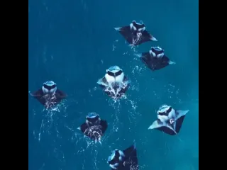 Мальдивские манты