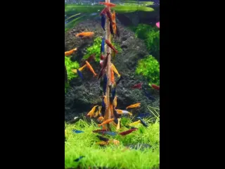 Креветки