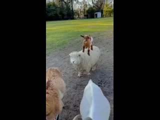 Овцы
