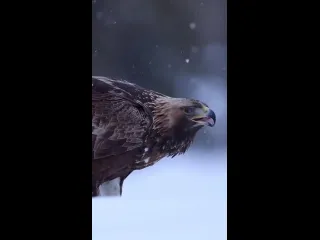Беркут