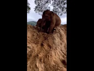 Слоники