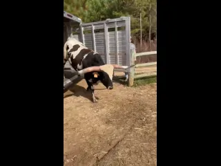 Техасский лонгхорн