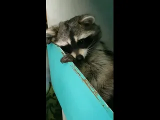 Енотик