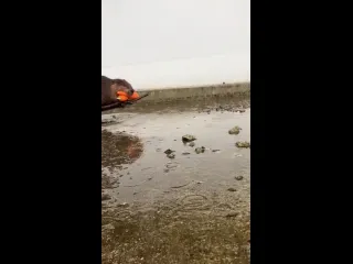 Бобры