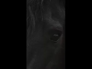 Лошадки