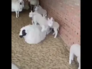 Овцы