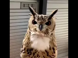 Филин