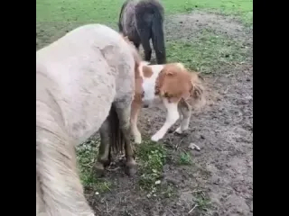 Пони