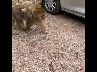 Макаки
