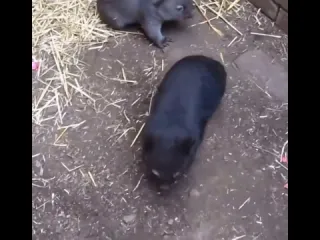 Вомбаты