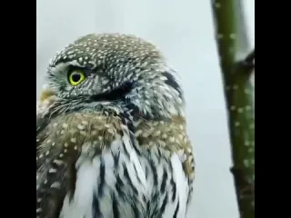 Воробьиный сыч
