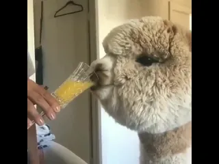 Альпака