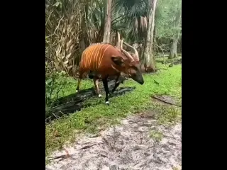 Бонго