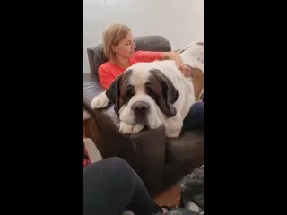Щеночек вырос