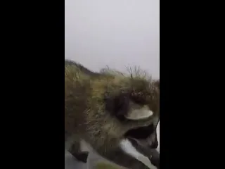 Енотик