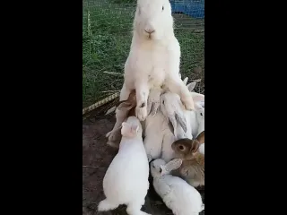 Будни мамыкрольчихи