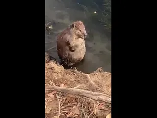 Бобр