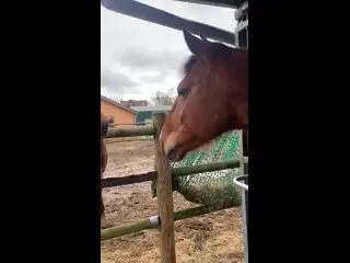 Лошадки