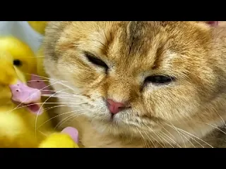 Терпение