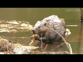 Бобры