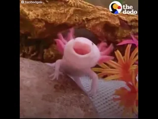 Аксолотль