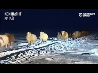 Овцы