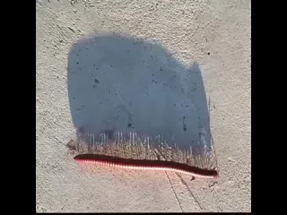 Сороконожка