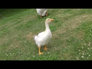 Гуси