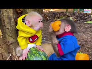 Обезьянки