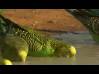 Волнистые попугайчики