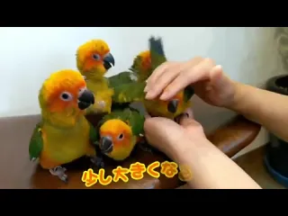 Попугайчики
