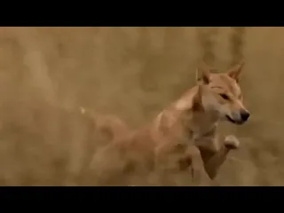 Динго