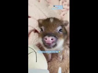 Минипиг