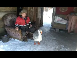 Гуси мои гуси