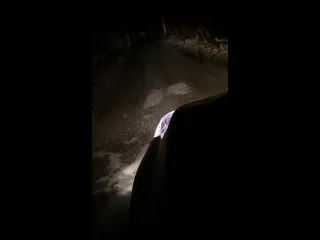 Бобры