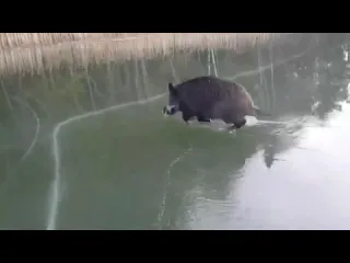 Кабан