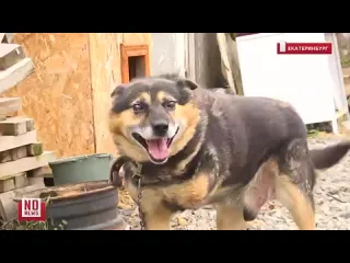 Жестокость