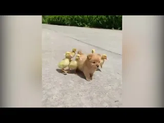 Мимими