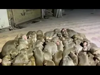 Обезьянки