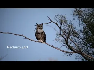 Филин