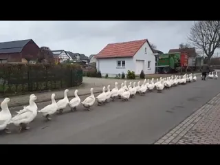Гуси