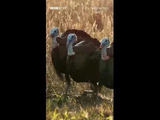 Индейки
