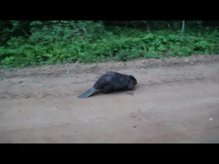 Бобр