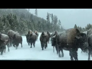 Стадо бизонов