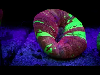 Кораллы