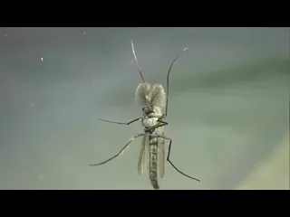 Комары звонцы