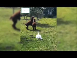 Гуси