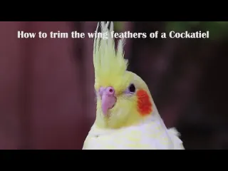 Попугайчики